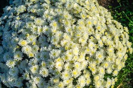 Spherical bush of white chrysanthemums. White flowers, landscape design. Autumn blossom plantsの写真素材