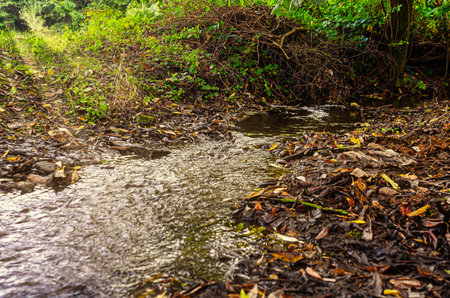 Forest landscape with stream among fallen leaves and branches. Stream in sunlight. Aroma of autumnの写真素材