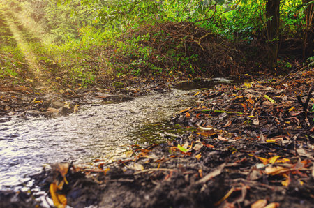 Stream in sunlight. Forest landscape with stream among fallen leaves and branches. Aroma of autumnの写真素材