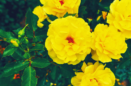 Vibrant yellow roses in full bloom set against a rich backdrop of dark green leaves, creating a stunning contrastの写真素材