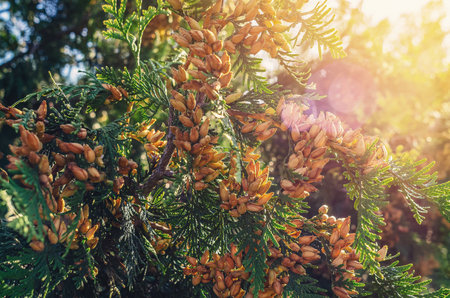Sun rays through brown-yellow bright seed cones of evergreen thuja. Winter screensaver, wallpaperの写真素材