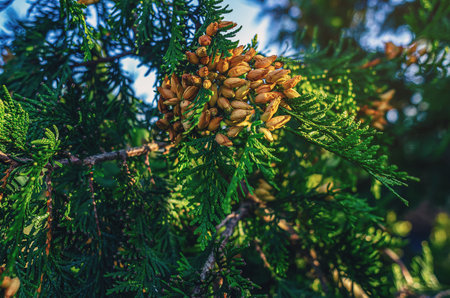 Thuja evergreen tree with brown cones against blue sky. Green-yellow conifer. Abstraction for design