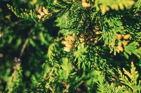 Thuja plant with seeds, tree with buds. Green-yellow coniferous background. Abstraction for designの写真素材