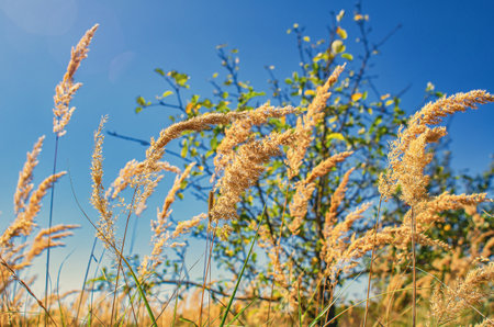 Tall yellow dry wild grass with seeds in field. Blue sky background. Calming late summer landscape