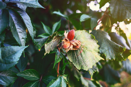 Hazelnut (filbert, hazel) growing on tree. Hazelnuts or cobnuts with leaves in forest. Blurred backgroundの写真素材