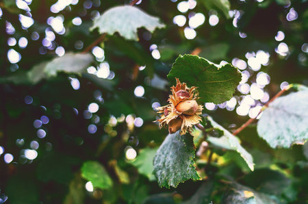 Bunch of brown ripe hazelnuts on blurred background of sun glare among tree branches. Selective focusの写真素材