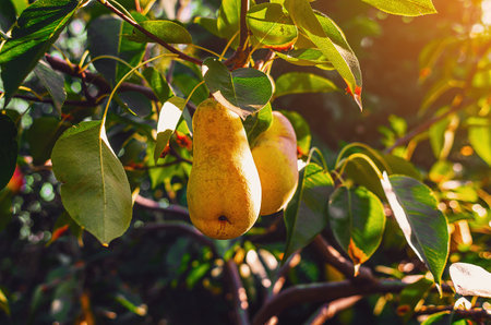 Branch with ripe yellow pears, in the wild. Blurred background of coniferous tree. Artistic compositionの写真素材
