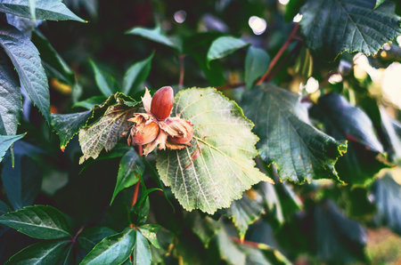 Three ripe hazelnuts on branch in the wild. Selective focus. Health benefits of nuts, use in cookingの写真素材