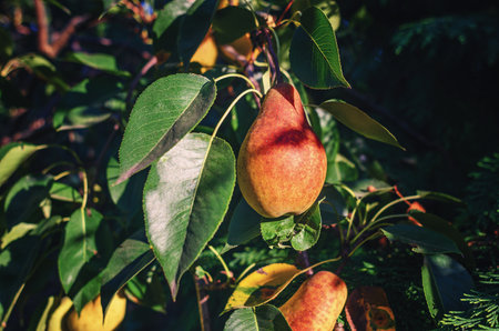 Shiny yellow pear with red side on branch. Blurred background. Artistic composition with ripe fruitの写真素材