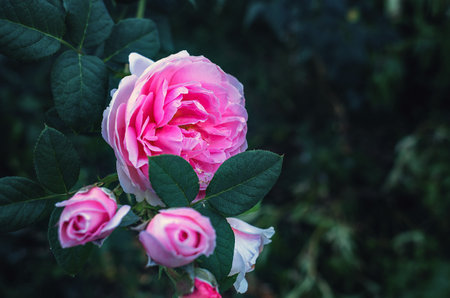 Macro of pink roses. Delicate blooming petals close-up over dark background. Selective focusの写真素材