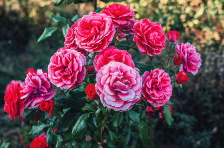 Bouquet red blooming roses with green leaves on dark blurred background. Floral wallpaper, screensaverの写真素材