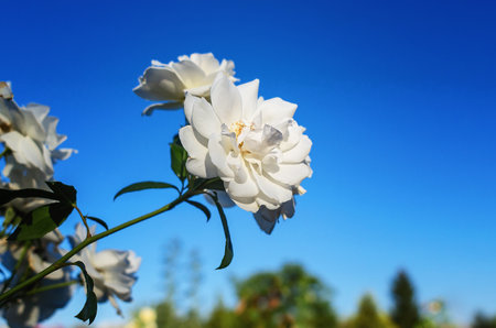 Detail of white blooming rose with green leaves against blue blurred sky. Side view Floral wallpaperの写真素材