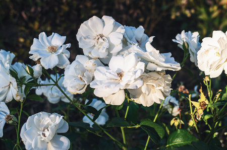 White blooming roses with green leaves on dark blurred background. Floral wallpaper, nice screensaverの写真素材