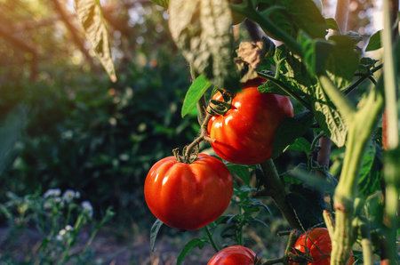 Red tomatoes on branch in a greenhouse. Blurred background of plants. Growing nightshade plantsの写真素材