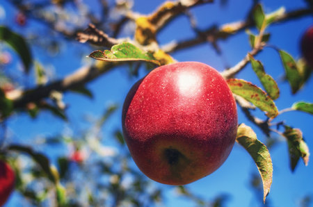 Macro photo of red apple hanging on tree against blue sky background. Apple orchard in autumn. Fruit pickingの写真素材