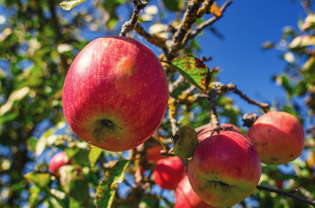 Ripe red juicy apples on branch in wild garden. Organic fruits in the wild. Blurred sky background