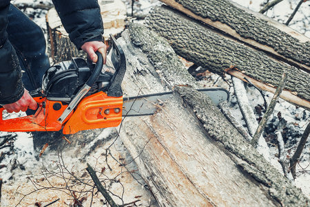 Chainsaw blade cuts a tree trunk in the forest in winter. Clearing the forest of old treesの写真素材