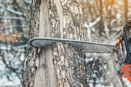 Chainsaw blade cuts a tree trunk in the forest in winter. Clearing the forest of old treesの写真素材
