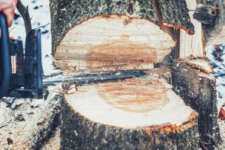 Chainsaw cuts tree in the forest. Cutting wood for heating the houseの写真素材