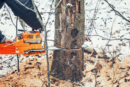Lumberjack cuts a tree in the forest with a chainsawの写真素材