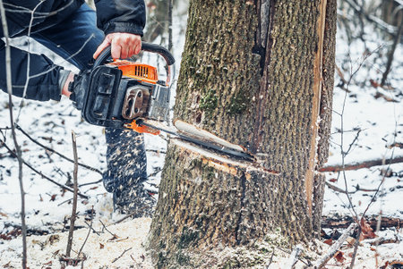 Lumberjack cuts a tree in the forest with a chainsawの写真素材