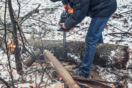 Lumberjack cuts a tree trunk in the forest in winter, clearing old dry trees in the forestの写真素材