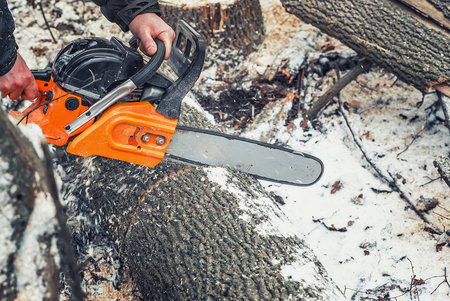 Lumberjack cuts a tree trunk in the forest in winter, clearing old dry trees in the forestの写真素材