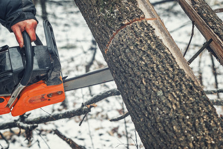 Lumberjack cuts a tree trunk in the forest in winter, clearing old dry trees in the forestの写真素材