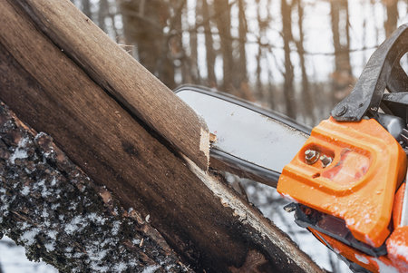 Lumberjack cuts a tree trunk in the forest in winter, clearing old dry trees in the forestの写真素材