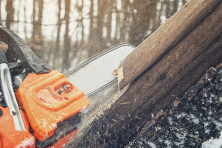 Lumberjack cuts a tree trunk in the forest in winter, clearing old dry trees in the forestの写真素材