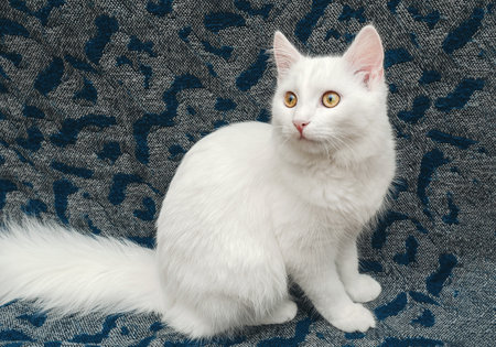 Portrait of white fluffy cat with brown eyes. Fluffy white cat sitting on gray blanket.の写真素材