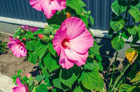 Bush of pink hibiscus flowers growing in flowerbed. Growing ornamental flowers, garden careの写真素材