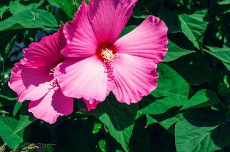 Two blooming pink hibiscus flowers, known as rose mallow, species of tropical hibiscus. Macro photoの写真素材
