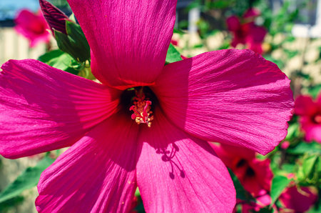 Pink hibiscus moscheutos flower close up, macro photo. Blooming hibiscus flower background, screensaverの写真素材