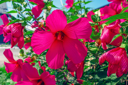 Bright pink flower of hibiscus moscheutos next to wild flowers. Fading flowers in nature. Flower viewの写真素材