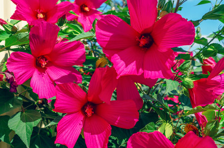 Pink flowers of hibiscus moscheutos on bush, bright sunny day. Blooming hibiscus flowers backgroundの写真素材