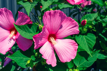 Two blooming pink hibiscus flowers, known as rose mallow, species of tropical hibiscus. Macro photoの写真素材