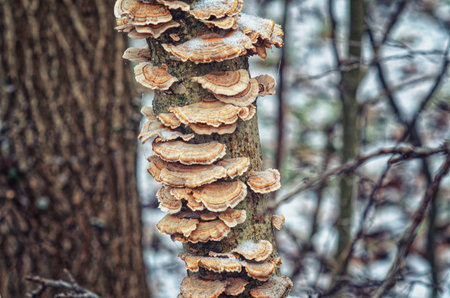 Trametes versicolor, Polyporus versicolor, traditional medicinal mushroom that grows on tree trunksの写真素材