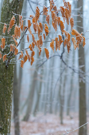 Lonely beech leaves on branch covered with frost crystals. Foggy cold weather. Sad winter view.の写真素材