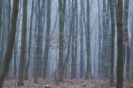 Morning fog in the forest. Winter trees, branches covered with hoarfrost. Frosty winter calm sceneの写真素材