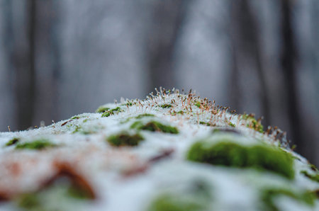 Macro photo of green moss seeds covered with melted snow crystals. Blurred gray background of winter forestの写真素材