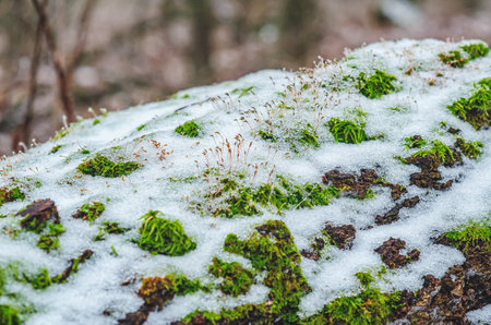 Green moss seeds covered with melted snow in winter forest. Blurred background of trees. Macro photoの写真素材
