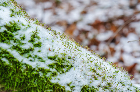 Macro photo of green moss covered with snow in winter forest. Blurred background of fallen leavesの写真素材
