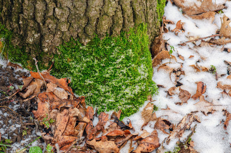 Bark of wide tree trunk covered with green moss and fallen leaves under snow. Winter forest backgroundの写真素材