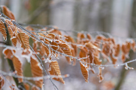 Dry leaves framed by frozen water drops in winter snowy forest. Selective focus. Blurred backgroundの写真素材