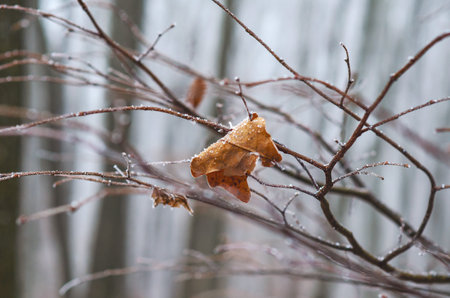 Dry lonely leaf on tree branch covered with crystals of frost. Frosty cold weather. Sad winter viewの写真素材