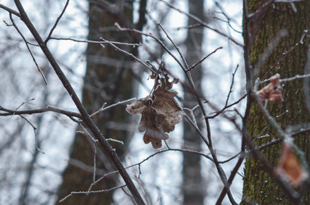 Dry lonely leaf on tree branch covered with frost crystals. Blurred background of gray forest. Sad winter viewの写真素材