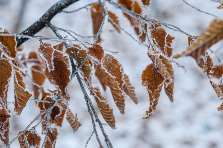 Dry leaves framed by frozen water drops in winter snowy forest. Selective focus. Blurred backgroundの写真素材
