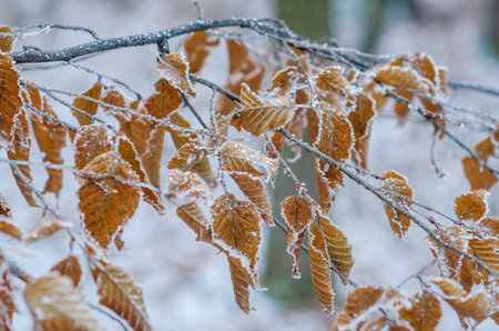 Tree branches with dry leaves covered with drops of frozen water in winter forest. Selective focusの写真素材