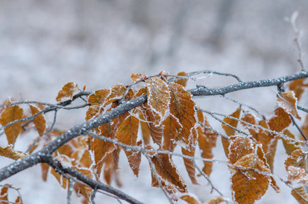 Tree branches with dry leaves covered with drops of frozen water in winter forest. Selective focusの写真素材